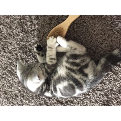 Luna and her beauty brush