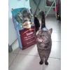 Papuche approuve