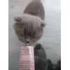 Gimcat