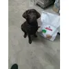 Goliath