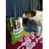 Zoetta fedele consumatrice happy dog  