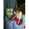 Zoetta fedele consumatrice happy dog  