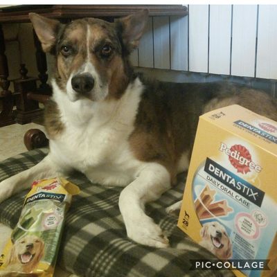 Raksha e i suoi adorati dentastix