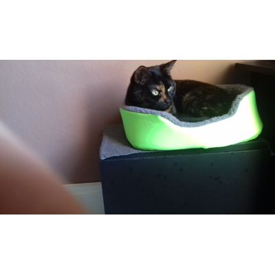 Panier parfait pour jeune chat