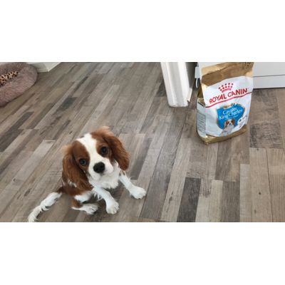 Puppy et ses croquettes