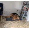 Only bed he will use