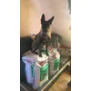 Royal canin 