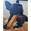Franse bulldog 20 kilo maat XL