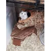 Tunnel en bois 