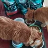 Dva mlsouni Garfield a Charllie 