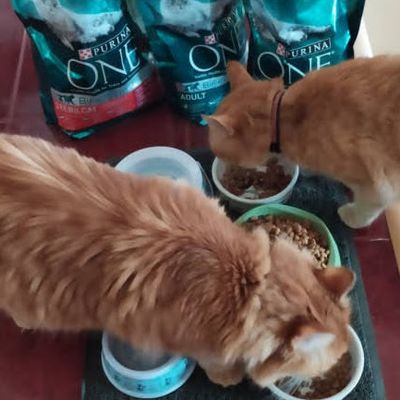 Dva mlsouni Garfield a Charllie