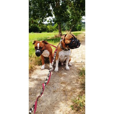 Taille 4 Amstaff