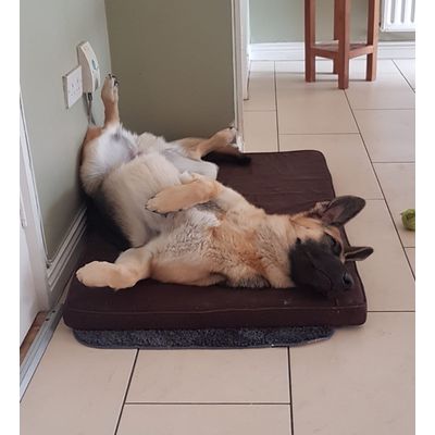 Happy on new bed
