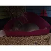guinea pigs