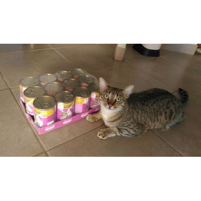 Gattina curiosa