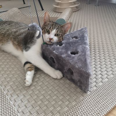She likes pouncing on this toy