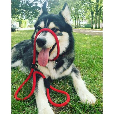 Onyx 1 an 30kg