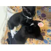 My kittens loveee it