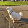 Snuffie