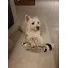 Fredi i jego przyjaciel