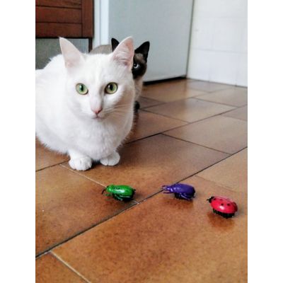 Mintxo