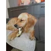 Bruno