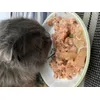 Thunfisch mit Calamari in Jelly