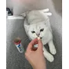 Gino enjoying a Thrive treat