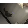 Oscar 