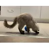Shadow enjoying his treat ball