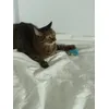 Tony si Dino 