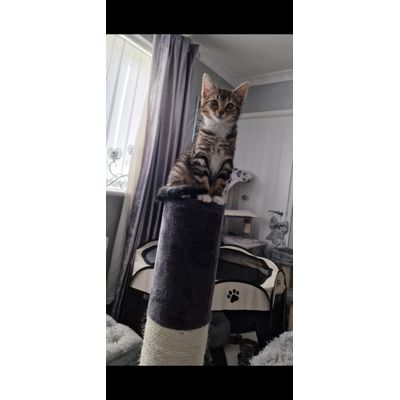 Kitty loves it