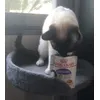 Sushi Royal Canin Sterilised