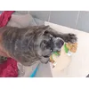 Mystralle adore 