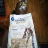 Produktempfehlung von Maine-Coon-Dame Gisela