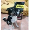 Croccantini pro plan 