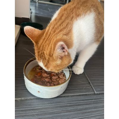salmon bites
