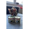 Feringa kitten
