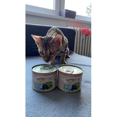 Feringa kitten