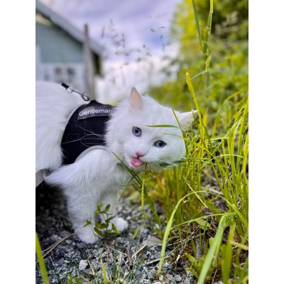Milo