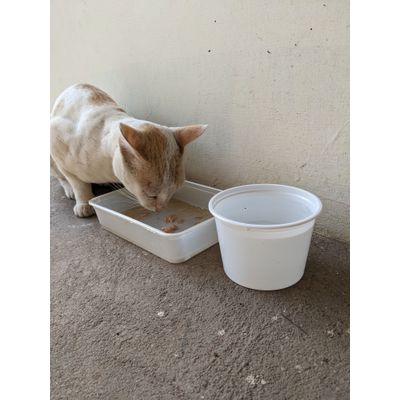 Yumm luxury food for a stray cat