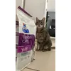 Gribouille et ses nouvelles croquettes