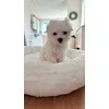 Maltese