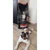 PURINA PRO PLAN Medium Adult Sensitive Skin 