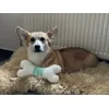 Happy Dog