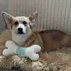 Happy Dog