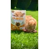 Dem Kater schmeckt es sehr gut