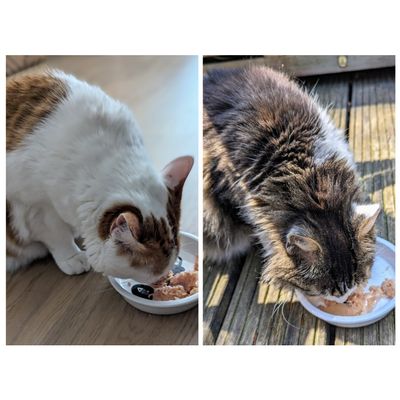 Trixie Futternapf ist prima