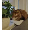 Lora