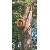 The squirrel cafe is open